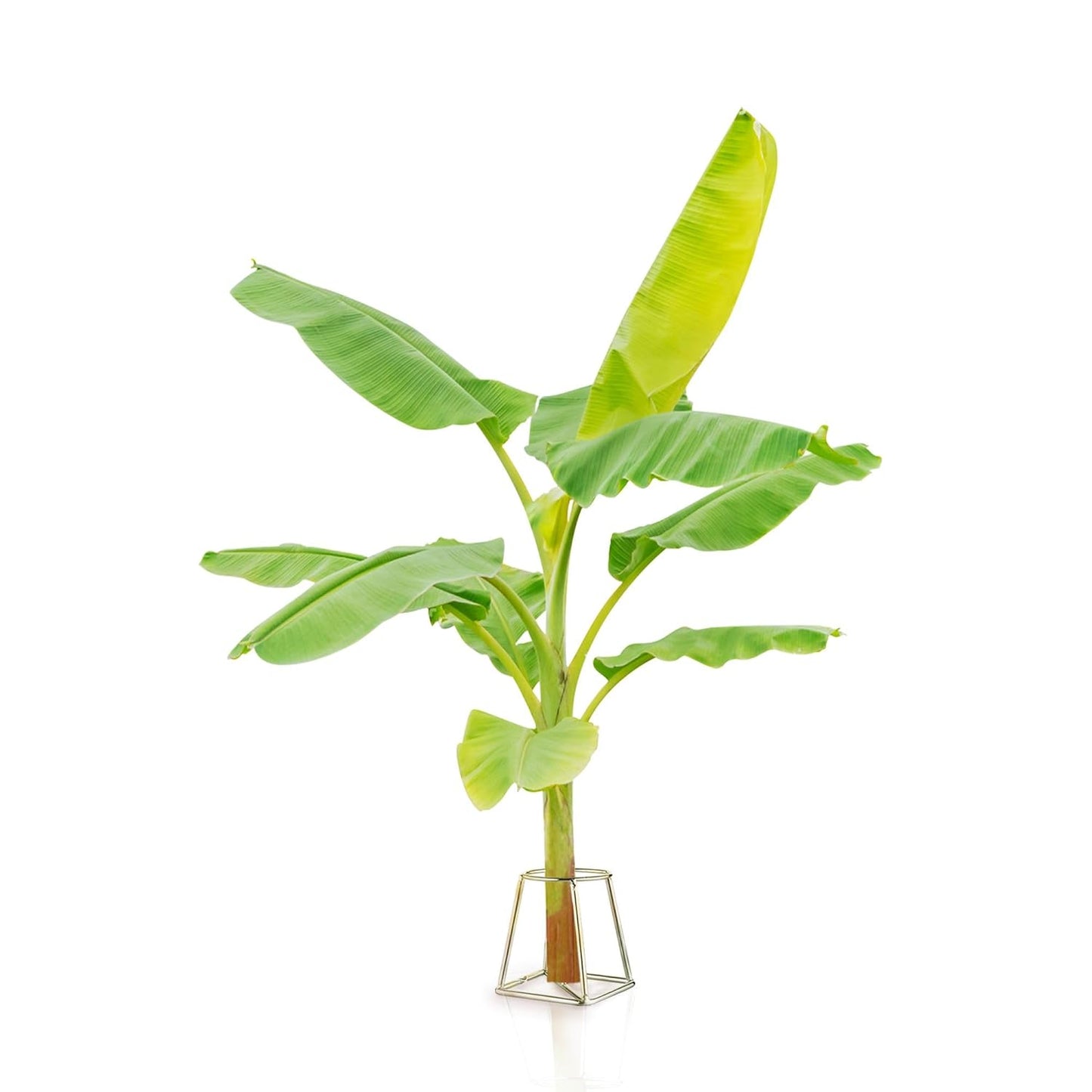 EMBASSY Stainless Steel Banana Plant Stand (10 cm x 10 cm x 13.7 cm, THICK / HEAVY, Set of 2)